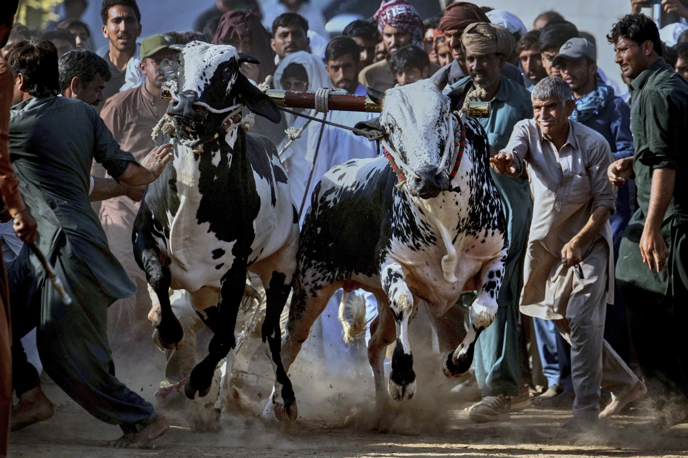 Traditional Bull Racing Festival Held in Pakistan 사진