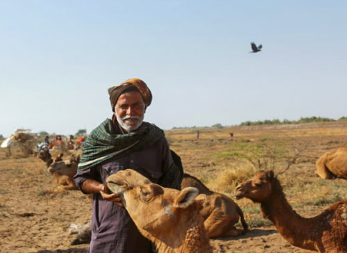 The Pastoralists of Kutch: Fakirani Jats 사진