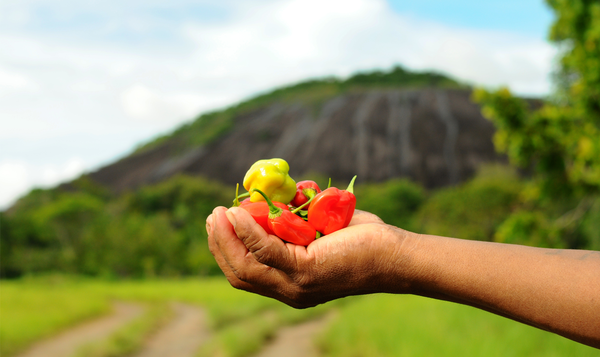 9 August: the Living Heritage Entity celebrates the International Day of the World's Indigenous Peoples 사진